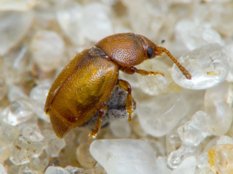 Kateretes pusillus (Thunberg, 1794)